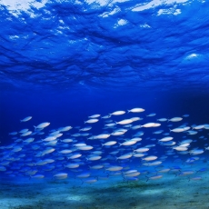 Su Altı Resimleri gergi tavan modelleri