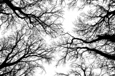 AĞAÇ RESİMLERİ gergi tavan modelleri