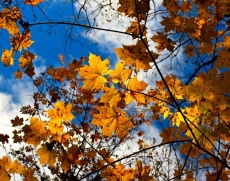 AĞAÇ RESİMLERİ gergi tavan modelleri