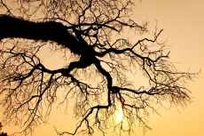 AĞAÇ RESİMLERİ gergi tavan modelleri