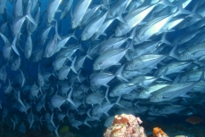 Su Altı Resimleri gergi tavan modelleri