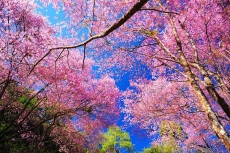 AĞAÇ RESİMLERİ gergi tavan modelleri