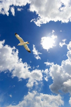 Kuş Resimleri gergi tavan modelleri