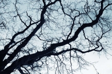 AĞAÇ RESİMLERİ gergi tavan modelleri