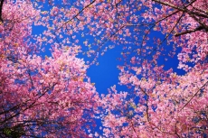 AĞAÇ RESİMLERİ gergi tavan modelleri