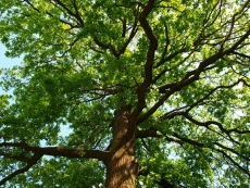 AĞAÇ RESİMLERİ gergi tavan modelleri