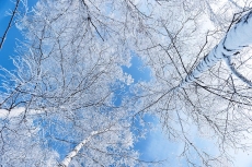 AĞAÇ RESİMLERİ gergi tavan modelleri