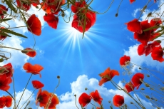 Gökyüzü/bitki gergi tavan modelleri