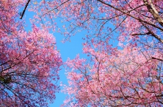 AĞAÇ RESİMLERİ gergi tavan modelleri