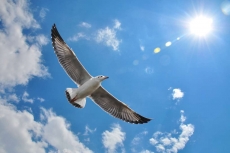 Kuş Resimleri gergi tavan modelleri