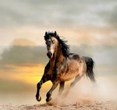 Hayvan Resimleri gergi tavan modelleri