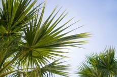 Palmiye Resimleri gergi tavan modelleri