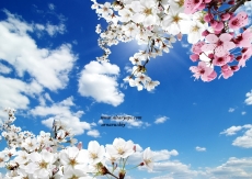 Gökyüzü/bitki gergi tavan modelleri