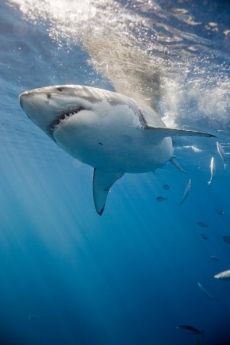 Su Altı Resimleri gergi tavan modelleri
