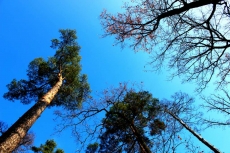 AĞAÇ RESİMLERİ gergi tavan modelleri