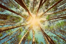 AĞAÇ RESİMLERİ gergi tavan modelleri