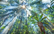 AĞAÇ RESİMLERİ gergi tavan modelleri