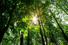 AĞAÇ RESİMLERİ gergi tavan modelleri