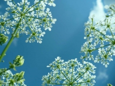 AĞAÇ RESİMLERİ gergi tavan modelleri