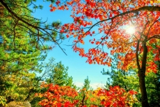 AĞAÇ RESİMLERİ gergi tavan modelleri