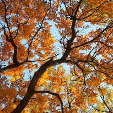 AĞAÇ RESİMLERİ gergi tavan modelleri