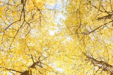 AĞAÇ RESİMLERİ gergi tavan modelleri