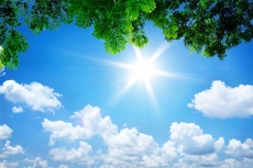 AĞAÇ RESİMLERİ gergi tavan modelleri