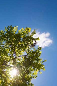 AĞAÇ RESİMLERİ gergi tavan modelleri