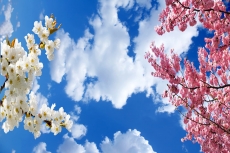 Gökyüzü/bitki gergi tavan modelleri