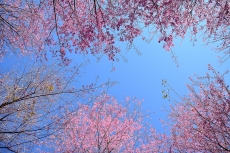 AĞAÇ RESİMLERİ gergi tavan modelleri