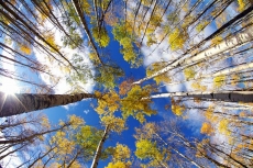 AĞAÇ RESİMLERİ gergi tavan modelleri