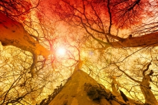 AĞAÇ RESİMLERİ gergi tavan modelleri