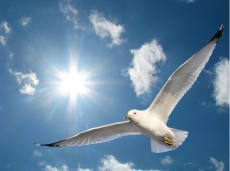 Kuş Resimleri gergi tavan modelleri