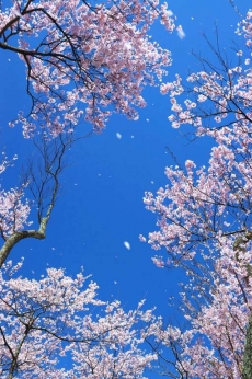 AĞAÇ RESİMLERİ gergi tavan modelleri