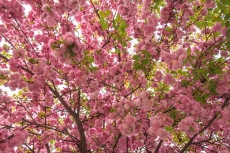 AĞAÇ RESİMLERİ gergi tavan modelleri