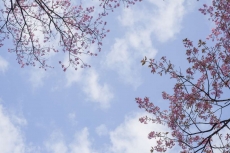 AĞAÇ RESİMLERİ gergi tavan modelleri