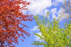 AĞAÇ RESİMLERİ gergi tavan modelleri