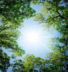 AĞAÇ RESİMLERİ gergi tavan modelleri