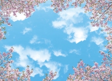 AĞAÇ RESİMLERİ gergi tavan modelleri