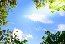 AĞAÇ RESİMLERİ gergi tavan modelleri