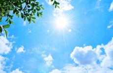 AĞAÇ RESİMLERİ gergi tavan modelleri