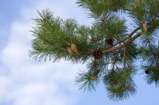 AĞAÇ RESİMLERİ gergi tavan modelleri