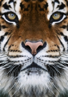 Hayvan Resimleri gergi tavan modelleri