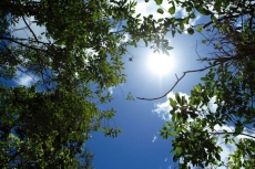 AĞAÇ RESİMLERİ gergi tavan modelleri