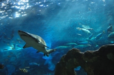 Su Altı Resimleri gergi tavan modelleri