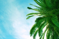 Palmiye Resimleri gergi tavan modelleri