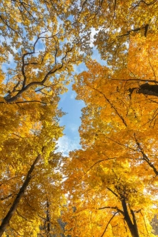 AĞAÇ RESİMLERİ gergi tavan modelleri