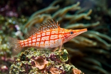 Su Altı Resimleri gergi tavan modelleri