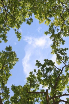 AĞAÇ RESİMLERİ gergi tavan modelleri