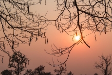 AĞAÇ RESİMLERİ gergi tavan modelleri